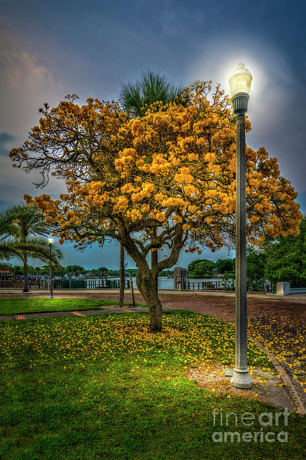 Lamp And Tree Photograph by Marvin Spates