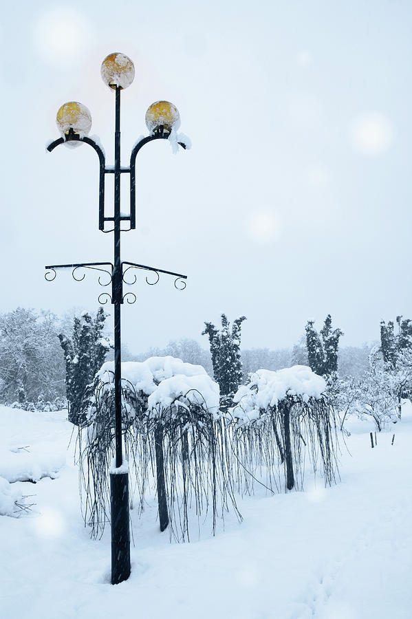 lamp beside weeping willow by Iuliia Malivanchuk Photograph