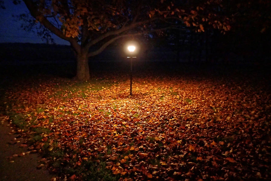 Lamp-lit Leaves Photograph by Lars Lentz