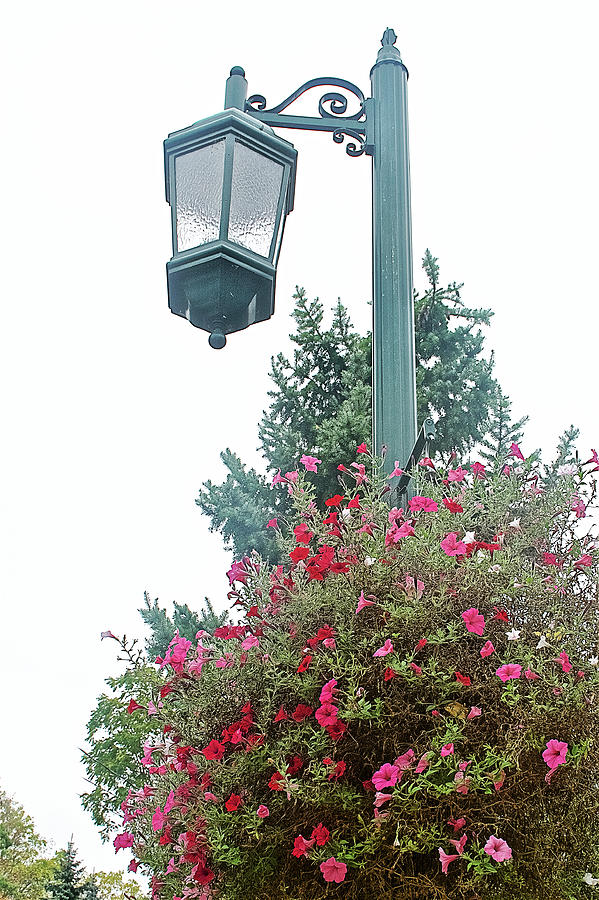 Lamp over Flowered Bush at Rogue River and Rogue River Boardwalk in Rockford, Michigan  Photograph by Ruth Hager