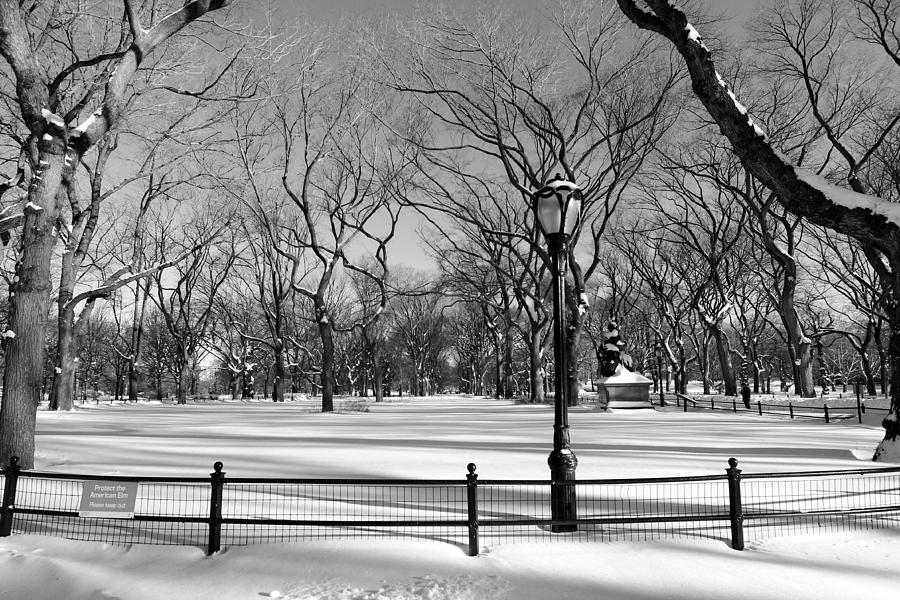Lamp post in the snow Photograph by Catie Canetti