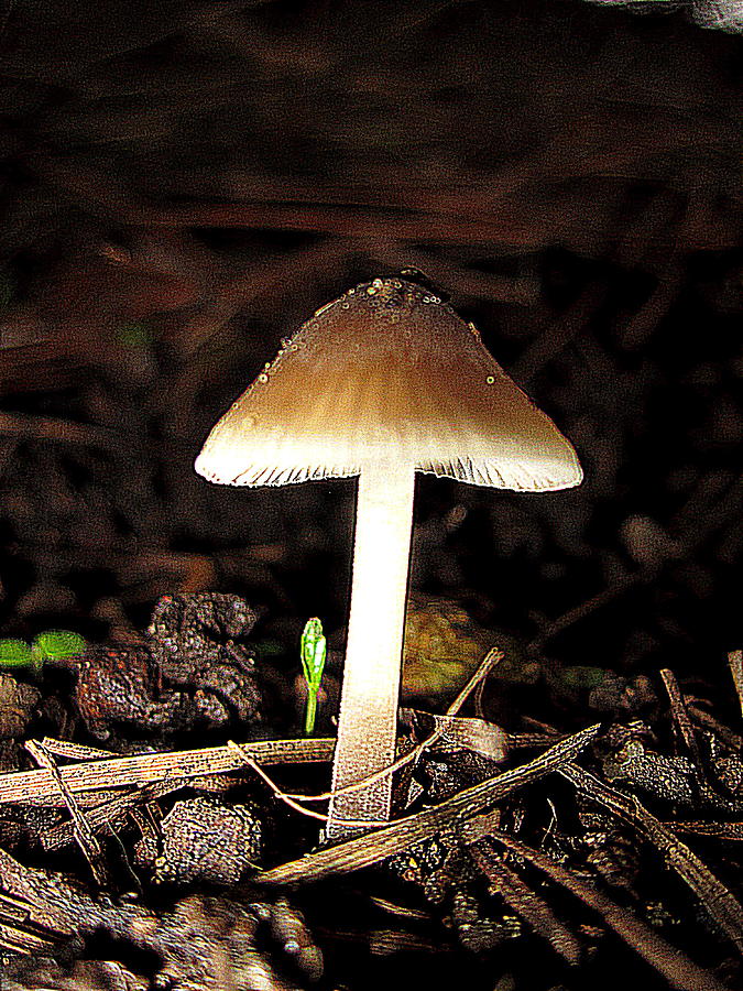 Lamp Shade Mushroom Photograph by John King I I I