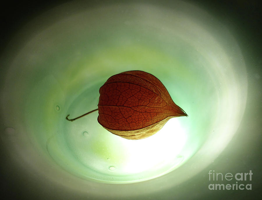 Lampionblume - Physalis alkekengi Photograph by Eva-Maria Di Bella