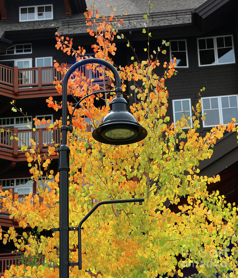 Lamppost and Aspen  4376 Photograph by Jack Schultz