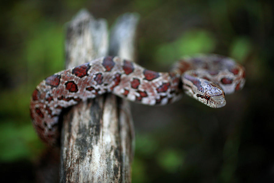 Lampropeltis Calligaster Photograph by JC Findley
