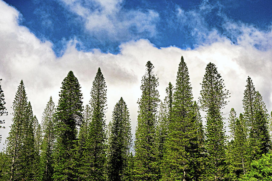 Lanai City Cook Island Pines Study 1 Photograph by Robert Meyers-Lussier