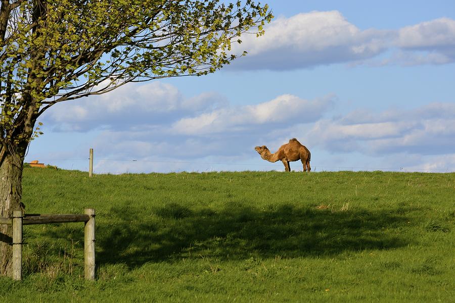 Lancaster County Camel Photograph by Tana Reiff