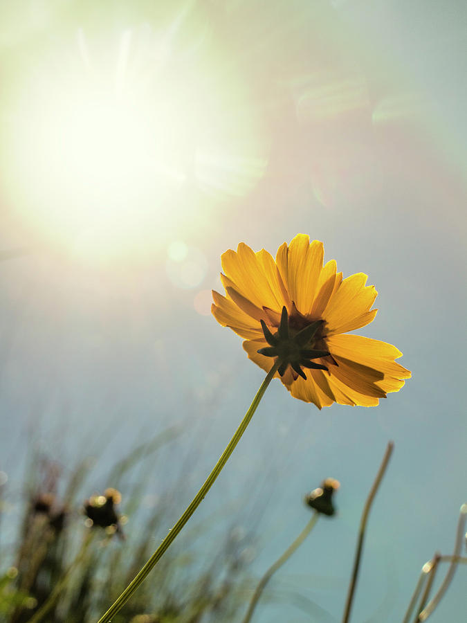 Lance Coreopsis Photograph by Garry McMichael