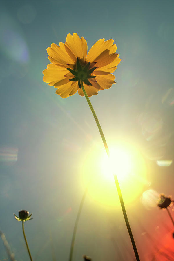 Lance Coreopsis in the morning Photograph by Garry McMichael