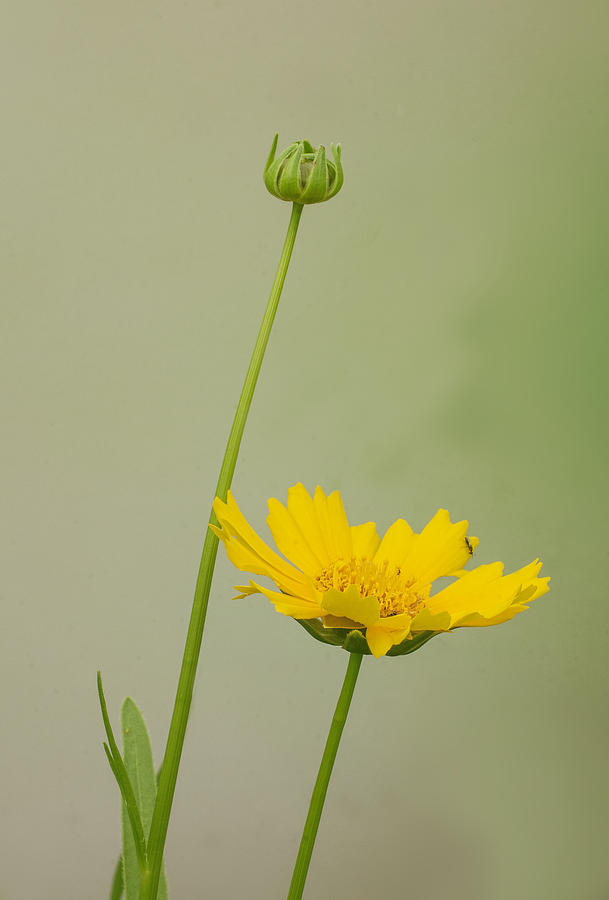 Lance-leaf Coreopsis Photograph by Jim Zablotny