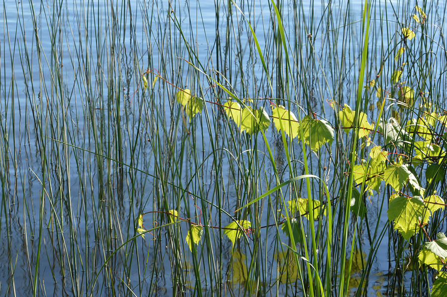 Land and Water Plants  Photograph by Lyle Crump
