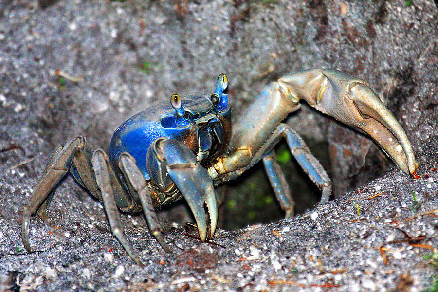 Land Crab Photograph by John Rowe - Fine Art America