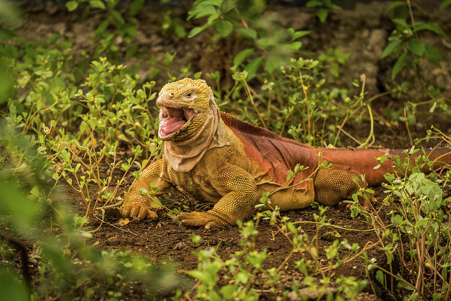 Land iguana with open mouth among bushes Photograph by Ndp