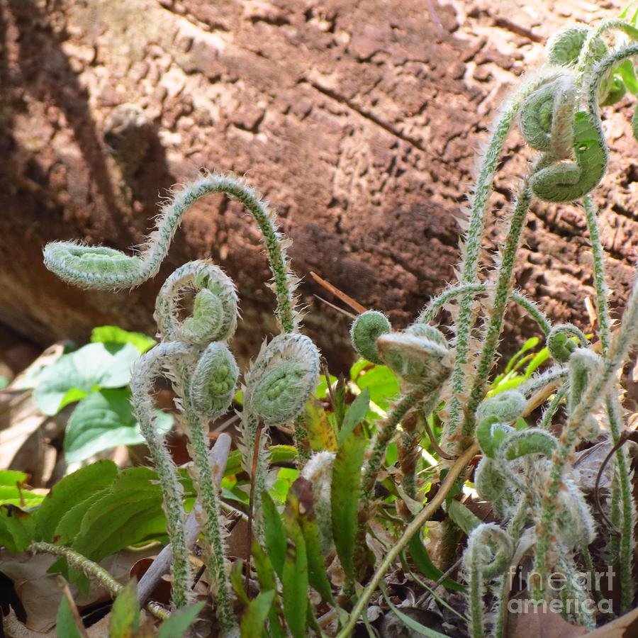 Land of the Fiddleheads Photograph by Anita Adams