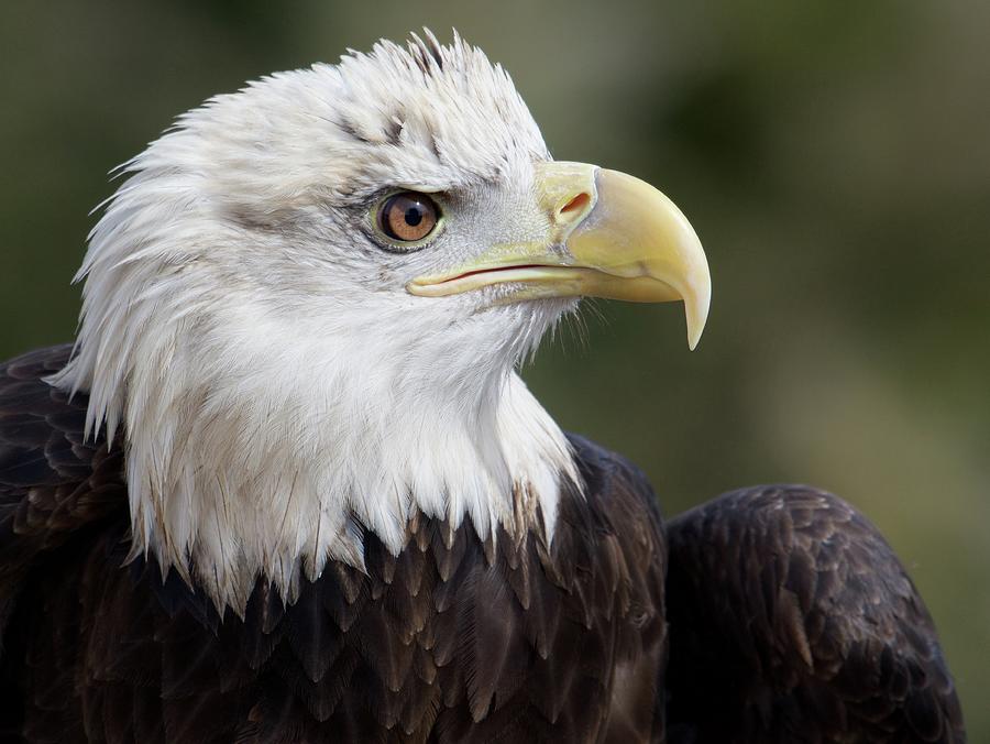 Closeup Profile Of Bald Eagle Symbolizing The Land Of The Free Photograph
