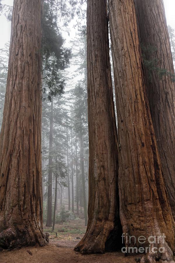 Land of the Giants Photograph by Peggy Hughes