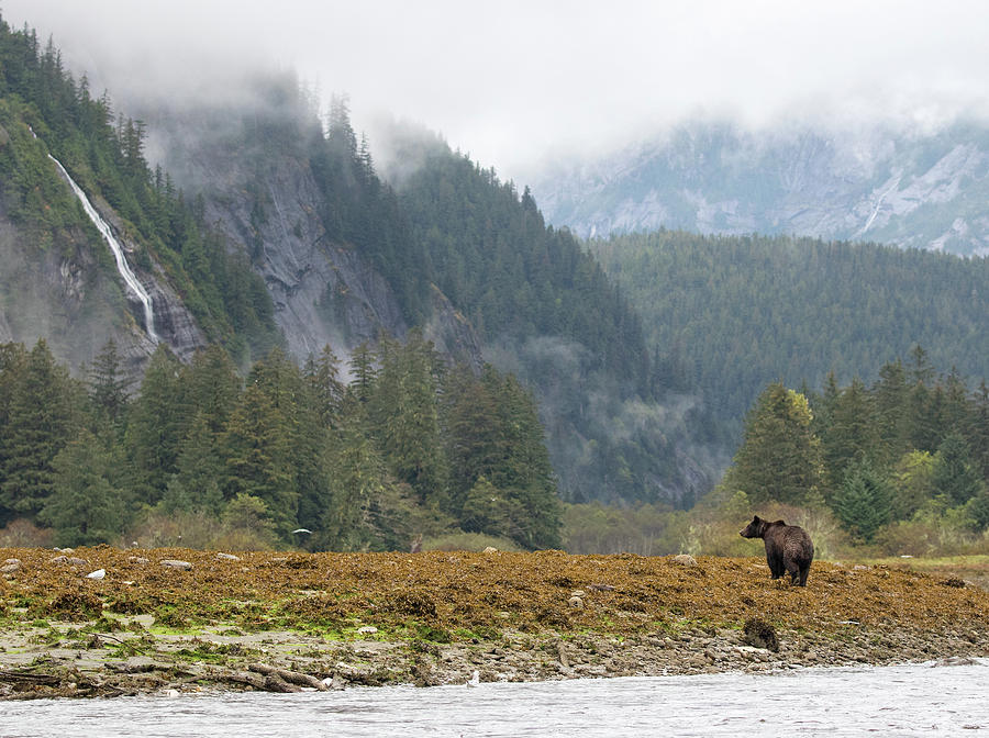 Land of the Grizzly Photograph by Max Waugh