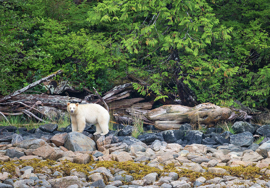 Land of the Spirit Bear Photograph by Max Waugh