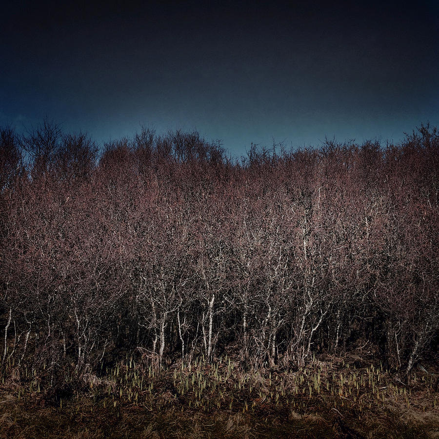 Tree Photograph - Land on the Edge of the World - Ardnamurchan Series #16 by Kate Morton