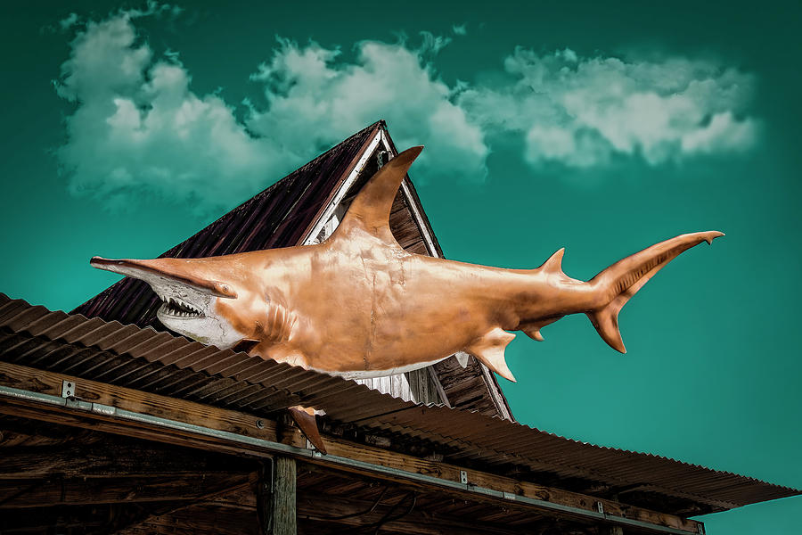 Land Shark Photograph by Jerry Golab