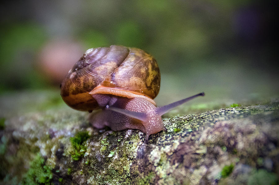 Land Snail II by Greg Reed Land Snail II by Greg Reed