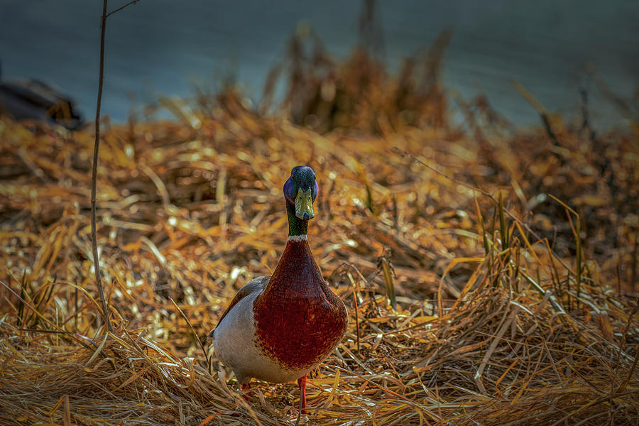 Landed duck #g2 Photograph by Leif Sohlman