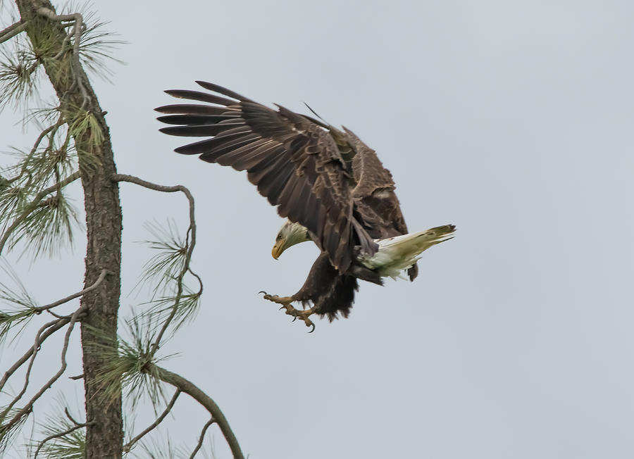Bald Eagle Landing 1 Photograph by Marc Crumpler