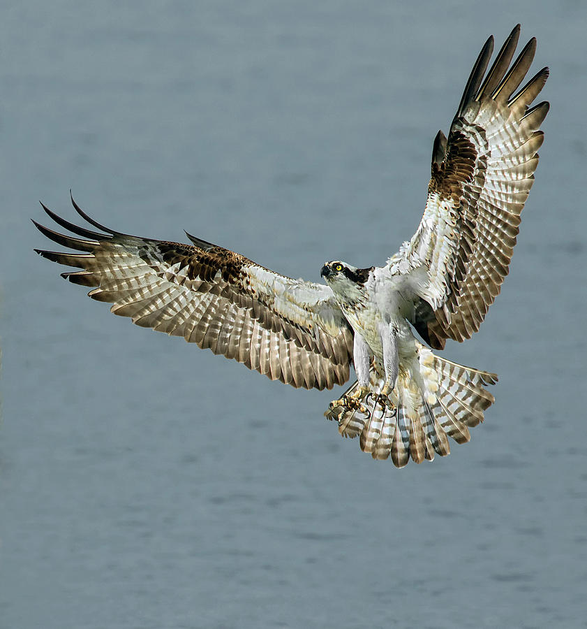 Osprey Approach Photograph by Art Cole