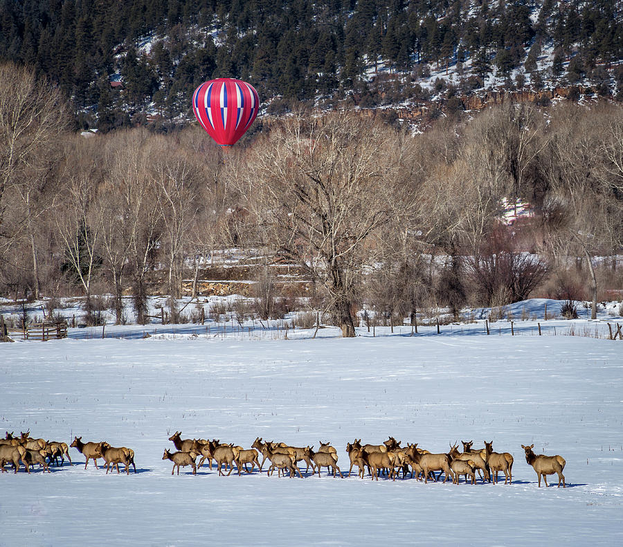 Landing beyond the Herd Photograph by Jen Manganello