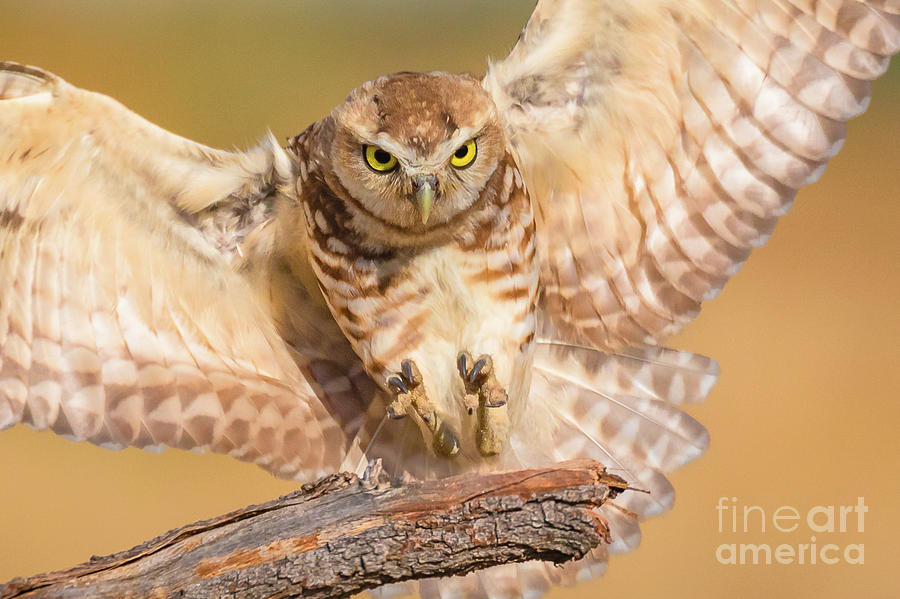 Owl Photograph - Landing by Carl Jackson