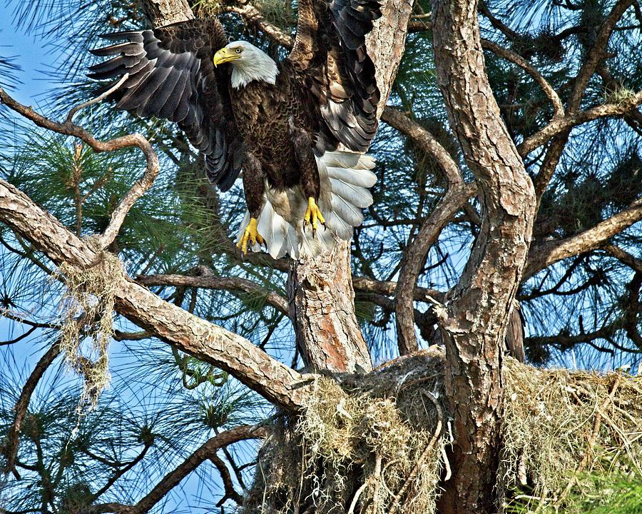 Landing Eagle Photograph by Ronald Lutz