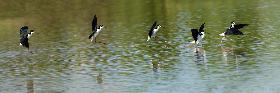 Bird Photograph - Landing by Emily Bristor Bird Photograph - Landing by Emily Bristor