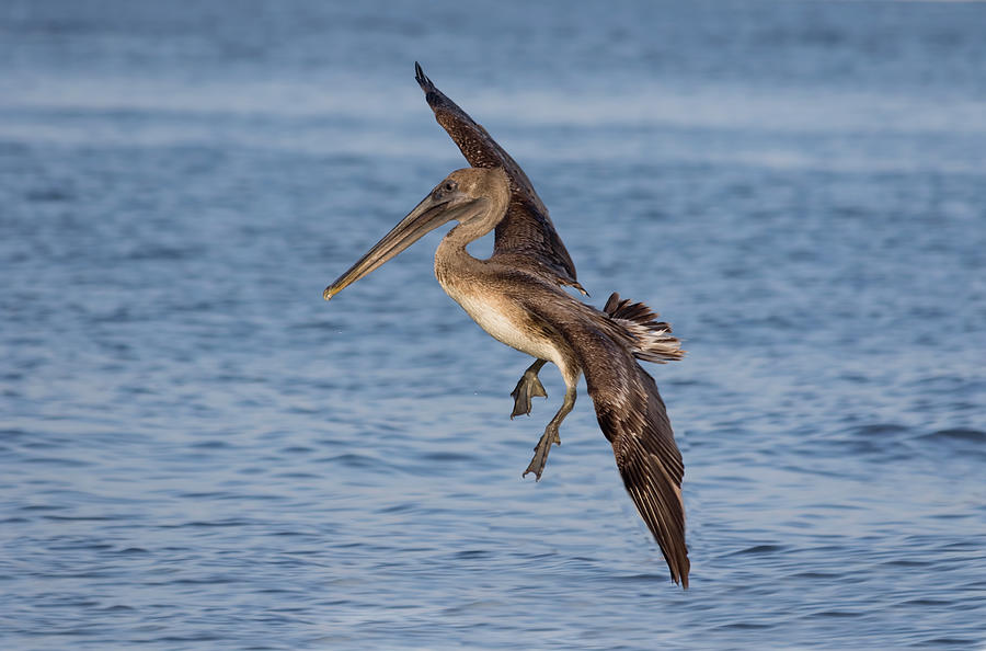 Pelican Photograph - Landing - Florida Brown Pelican by Kim Hojnacki