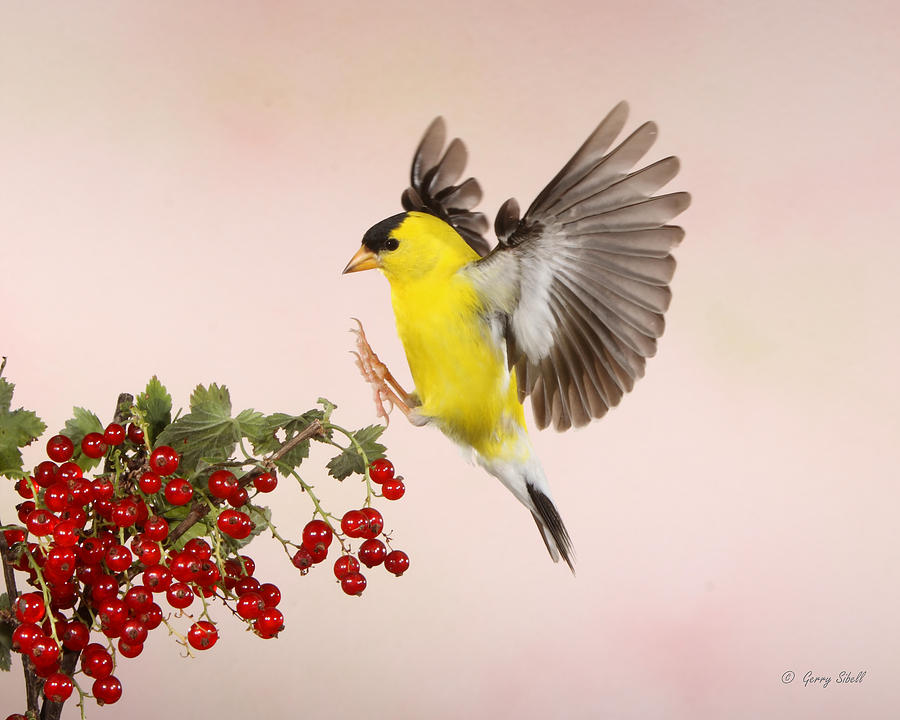 Nature Photograph - Landing For A Quick Charge At The Currant Bush by Gerry Sibell