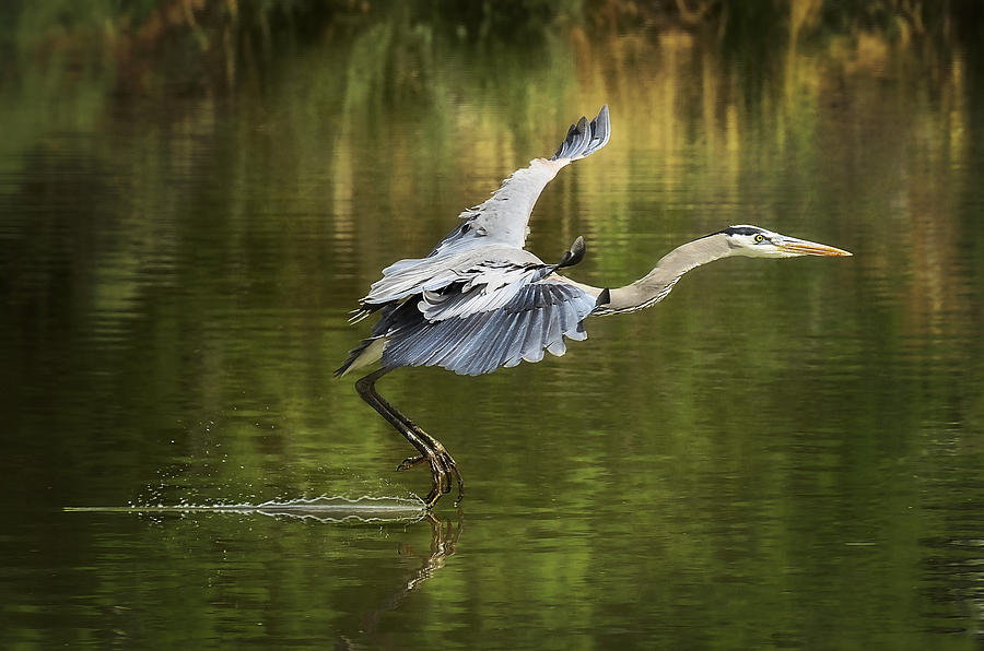 Heron Photograph - Landing Gear Down  by Saija Lehtonen