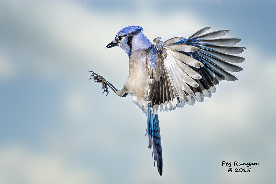 Blue Jay Babies by Peg Runyan