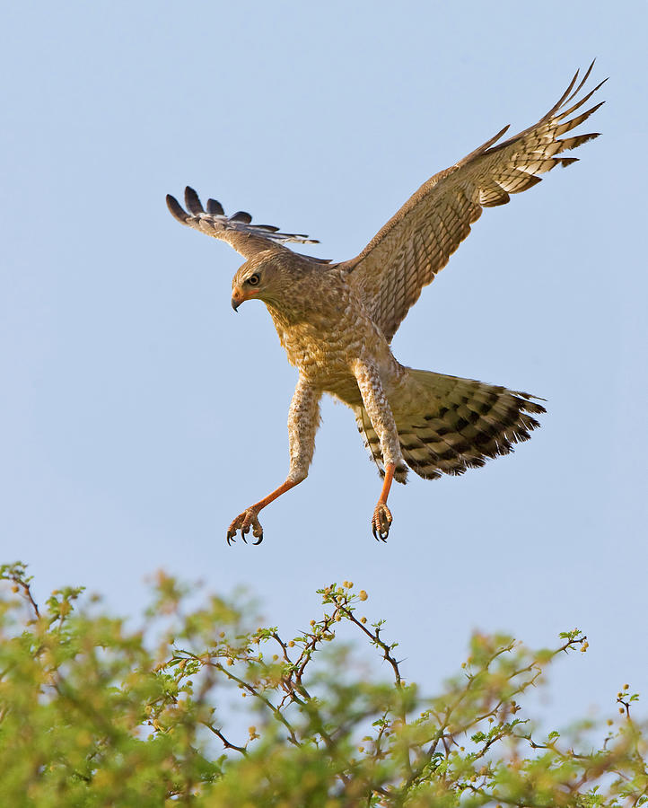 Bird Photograph - Landing Goshawk by Basie Van Zyl
