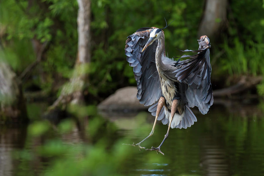 Landing Heron Photograph by Mircea Costina Photography