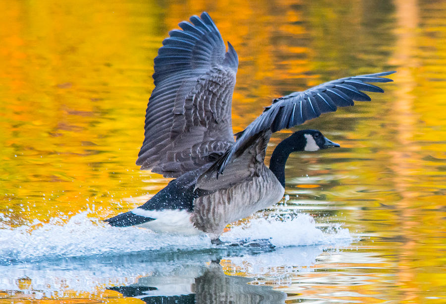Goose Photograph - Landing in Fall Colors by Parker Cunningham