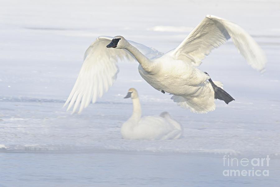 Landing in the Cold Photograph by Larry Ricker