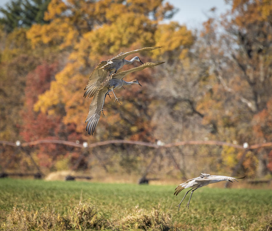 Landing Into Fall Photograph by Thomas Young