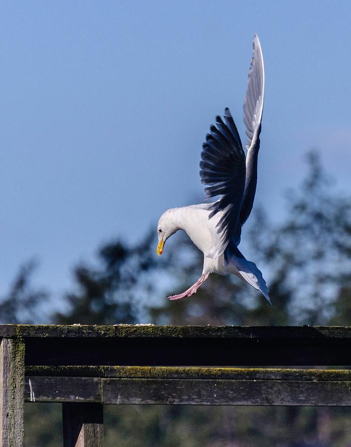 Landing by Ken Foster Landing by Ken Foster
