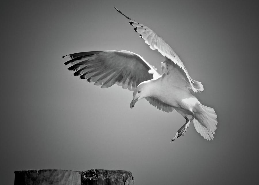 Landing Photograph by Michael Damm - Fine Art America