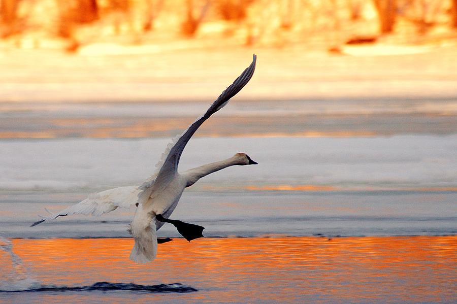 Nature Photograph - Landing on Golden Pond by Larry Ricker