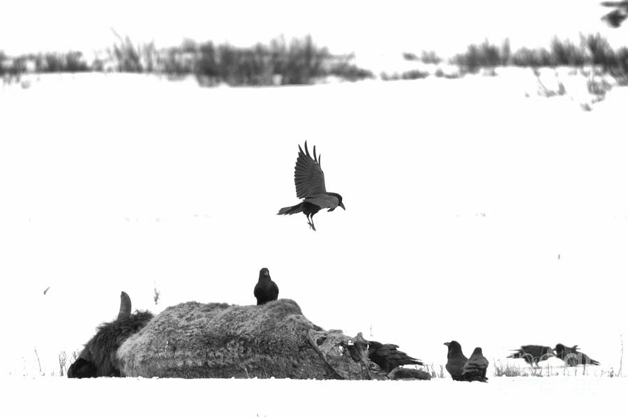 Landing On The Bison Carcass Black And White Photograph by Adam Jewell