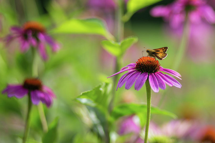 Landing on the Coneflower Photograph by Lisa Lemmons-Powers