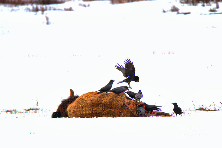 Yellowstone National Park Photograph - Landing On The Fresh Carcass by Adam Jewell