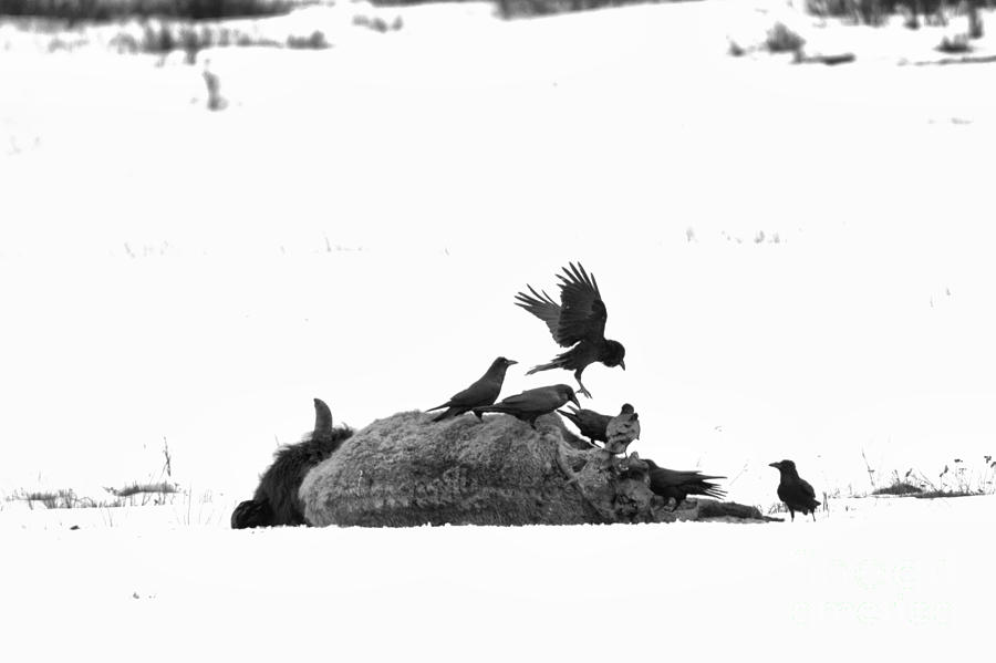 Landing On The Fresh Carcass Black And White Photograph by Adam Jewell