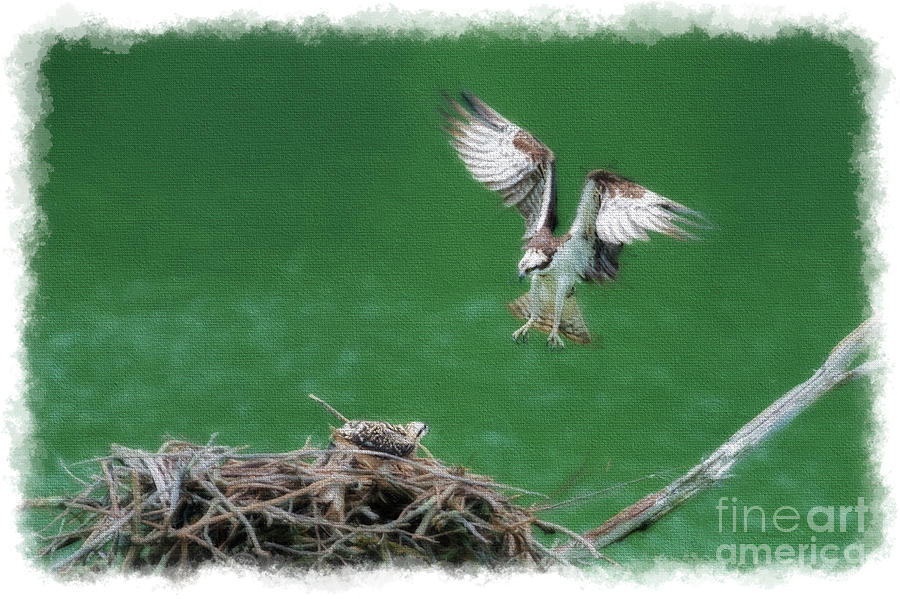 Landing on the Osprey nest Photograph by Dan Friend