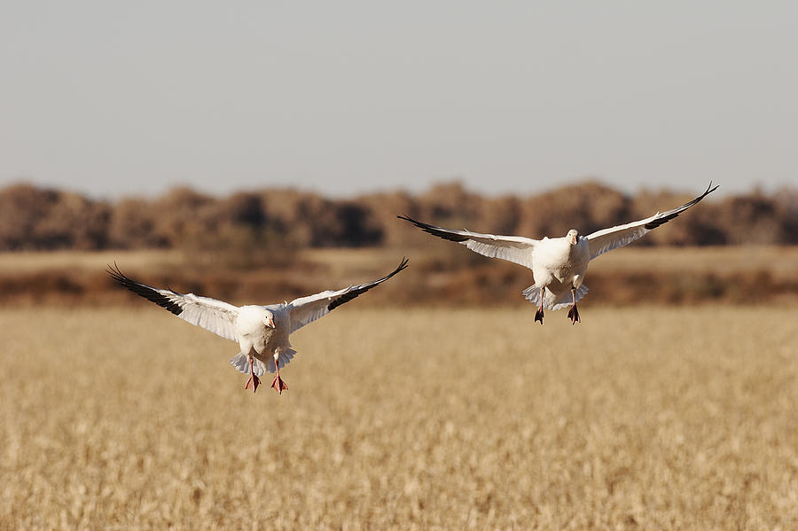Landing Snow Geese Photograph by Harold Stinnette